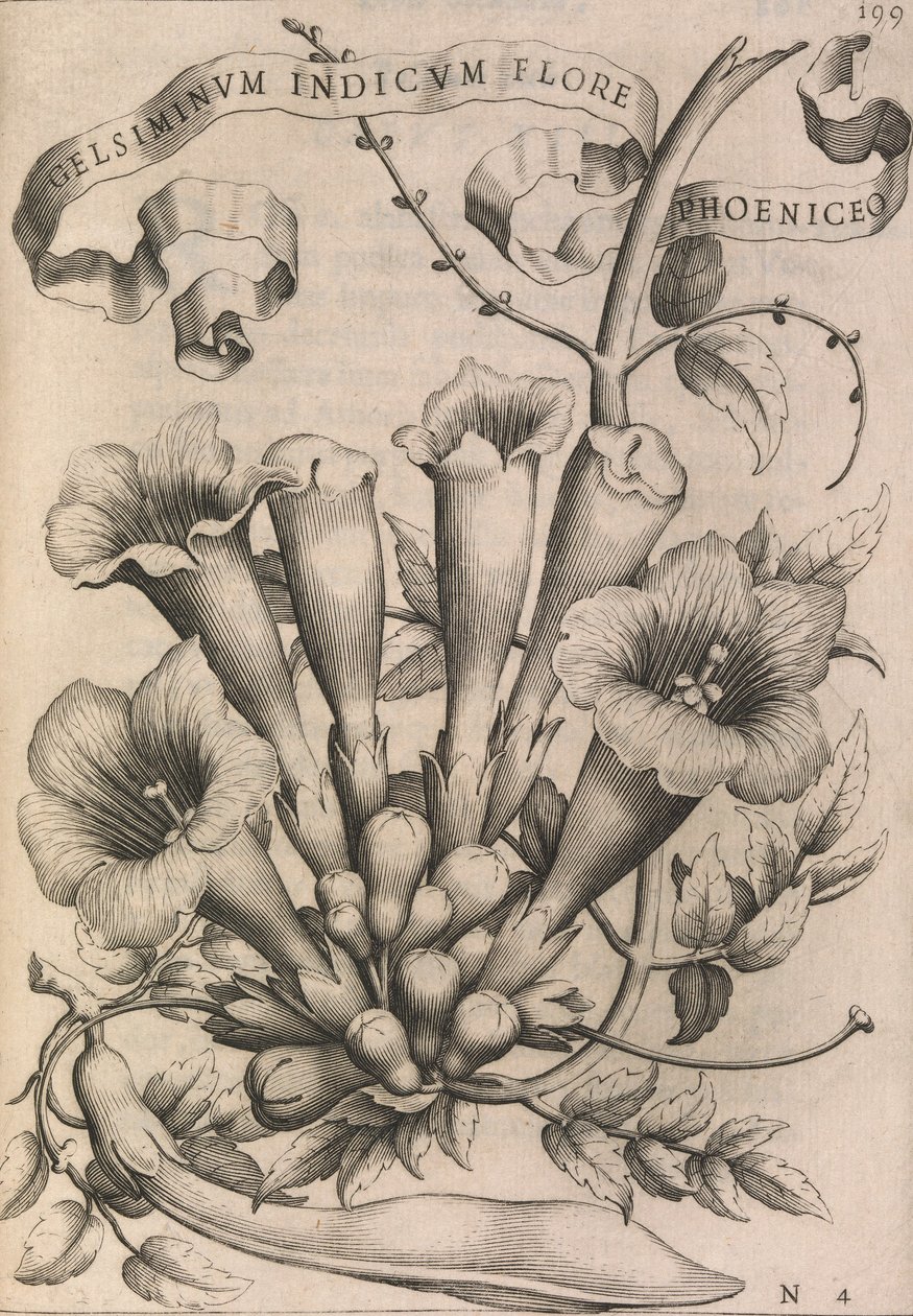 Gelsiminvm indicvm flore phoeniceo, 1633 von Johann Friedrich Greuter