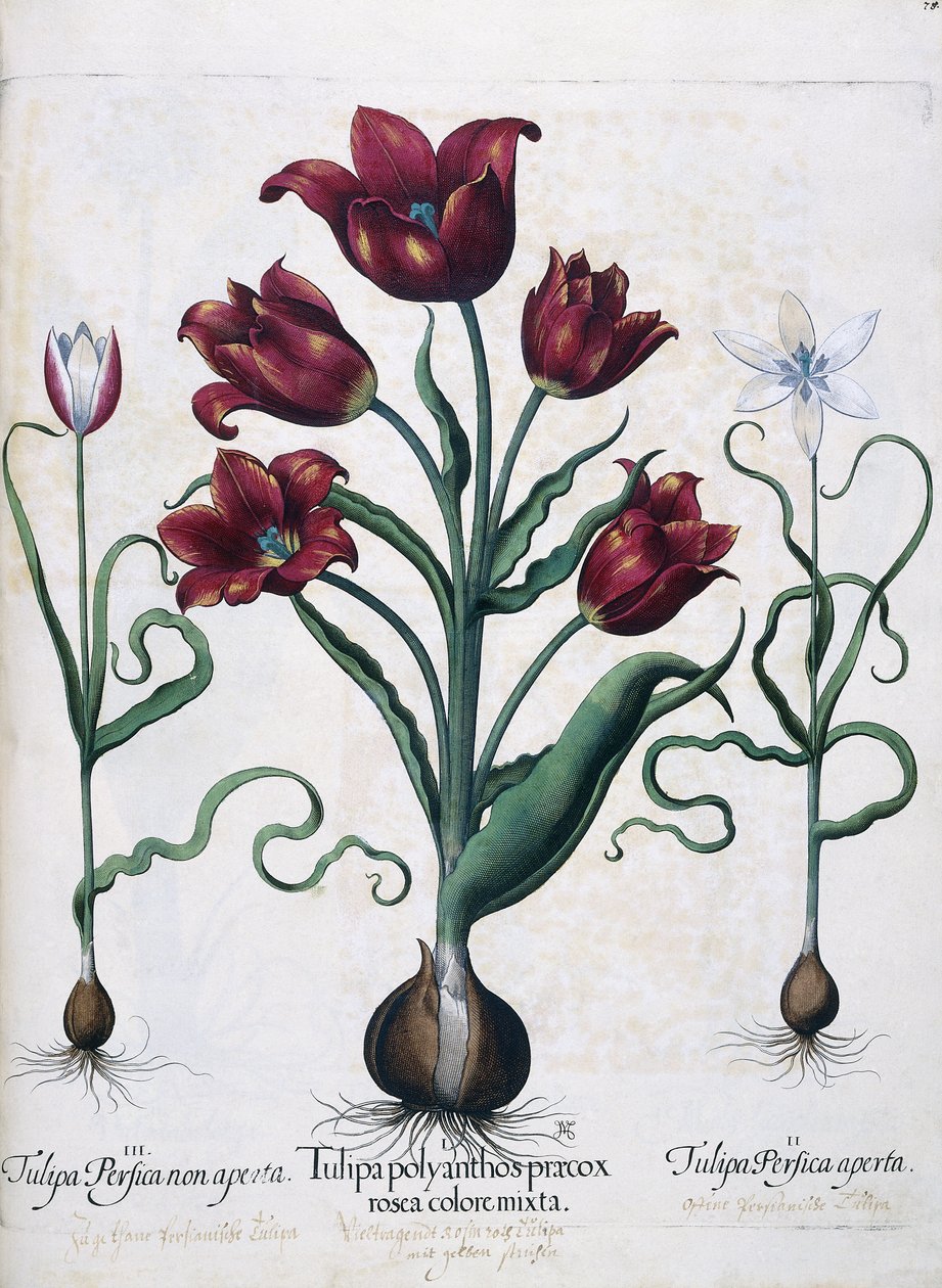Tulpen, 1613 von Johann Friedrich Meyer