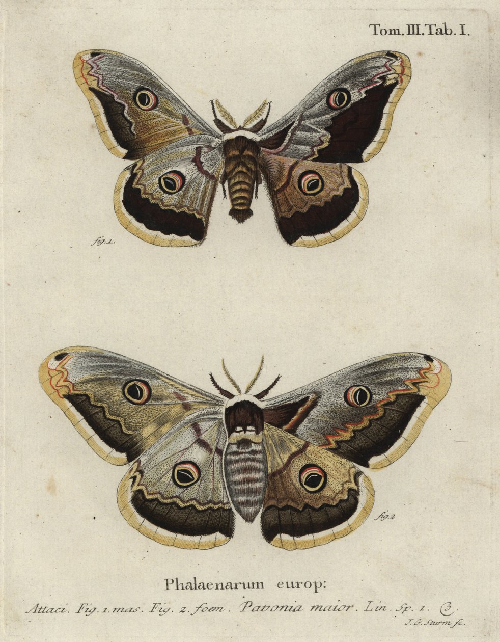 Kaisermotte, Saturnia pavonia. von Johann Georg Klinger