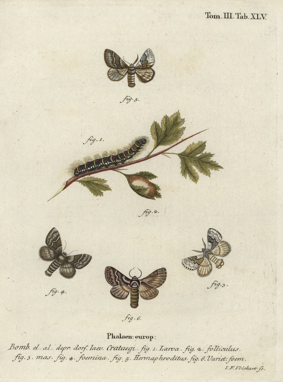 Blasser Eichenspinner, Trichiura crataegi von Johann Georg Klinger