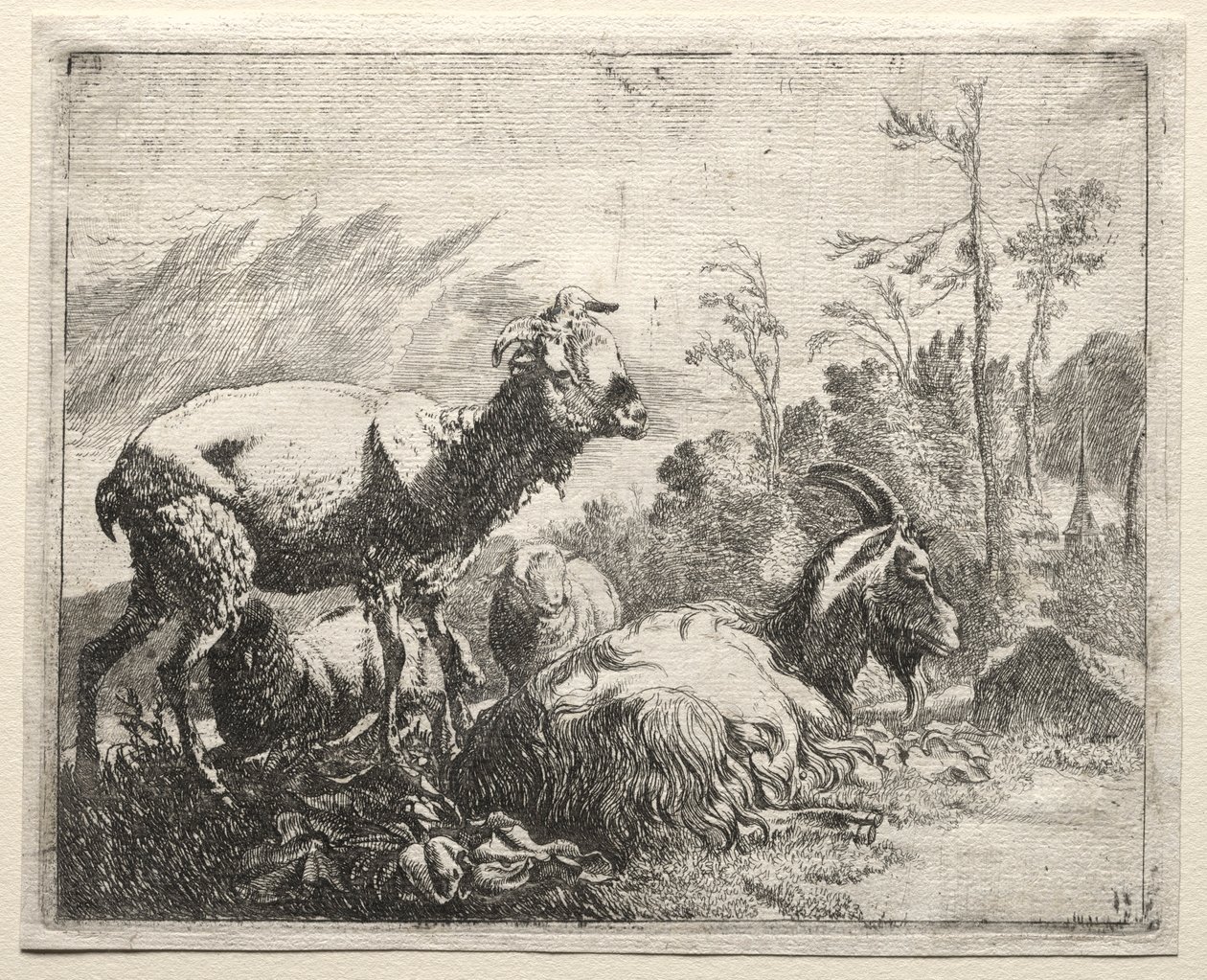 Ziegen, 1665 von Johann Heinrich Roos