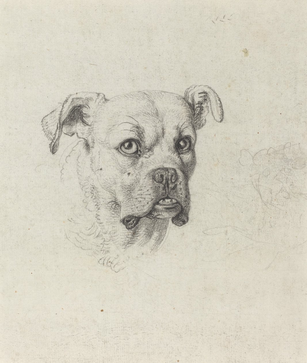 Ein Boxer von Johann Heinrich Wilhelm Tischbein