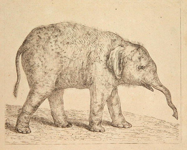 Elefant von Johann Heinrich Wilhelm Tischbein