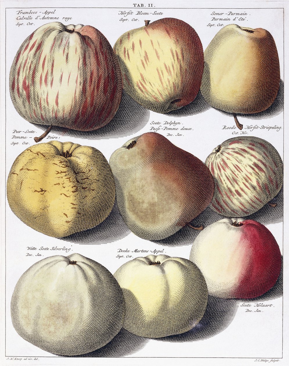 Verschiedene Äpfel von Johann Hermann Knoop