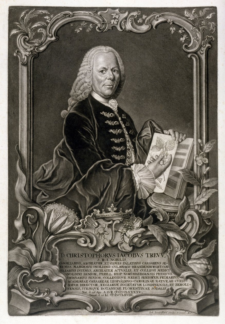 C. J. Trew, Botaniker, veröffentlicht ca. 1768 von Johann Jakob Haid