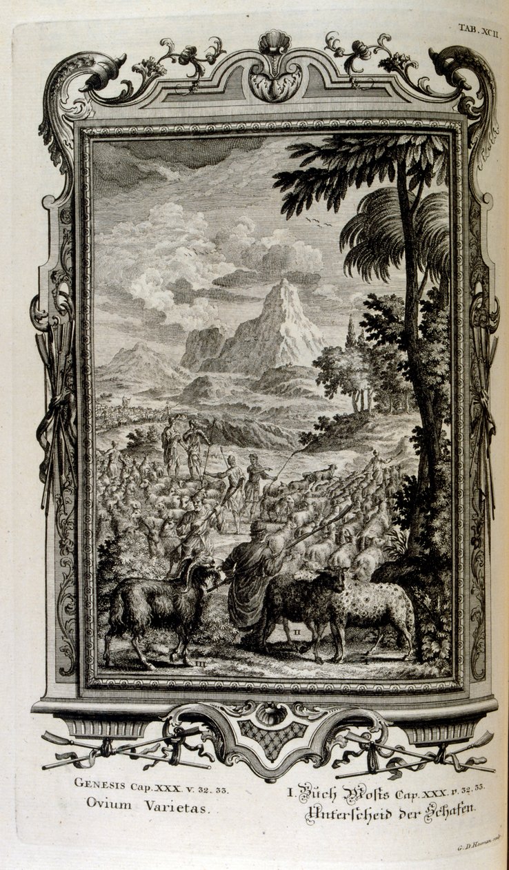 Biblische Schafarten von Johann Jakob Scheuchzer
