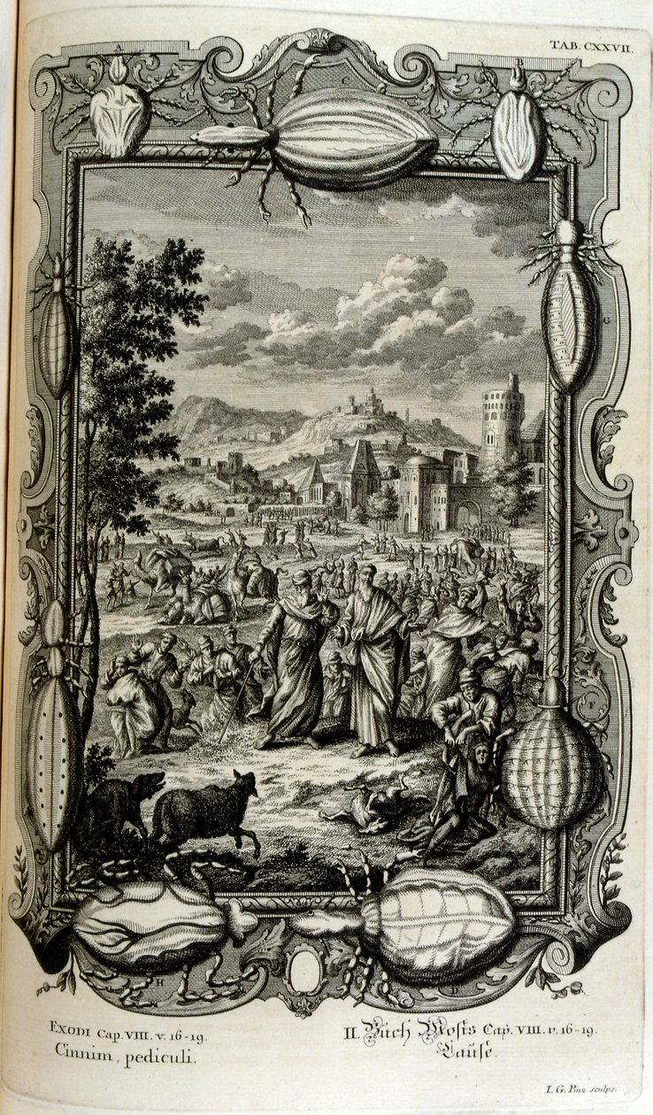 Plage der Läuse und Mücken von Johann Jakob Scheuchzer