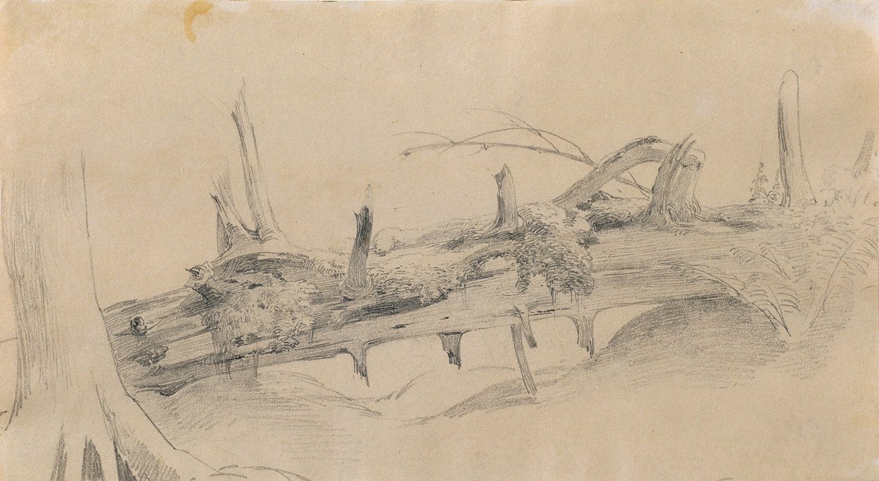 Wurzelwerk, umgestürzter Baum von Johann Peter Krafft