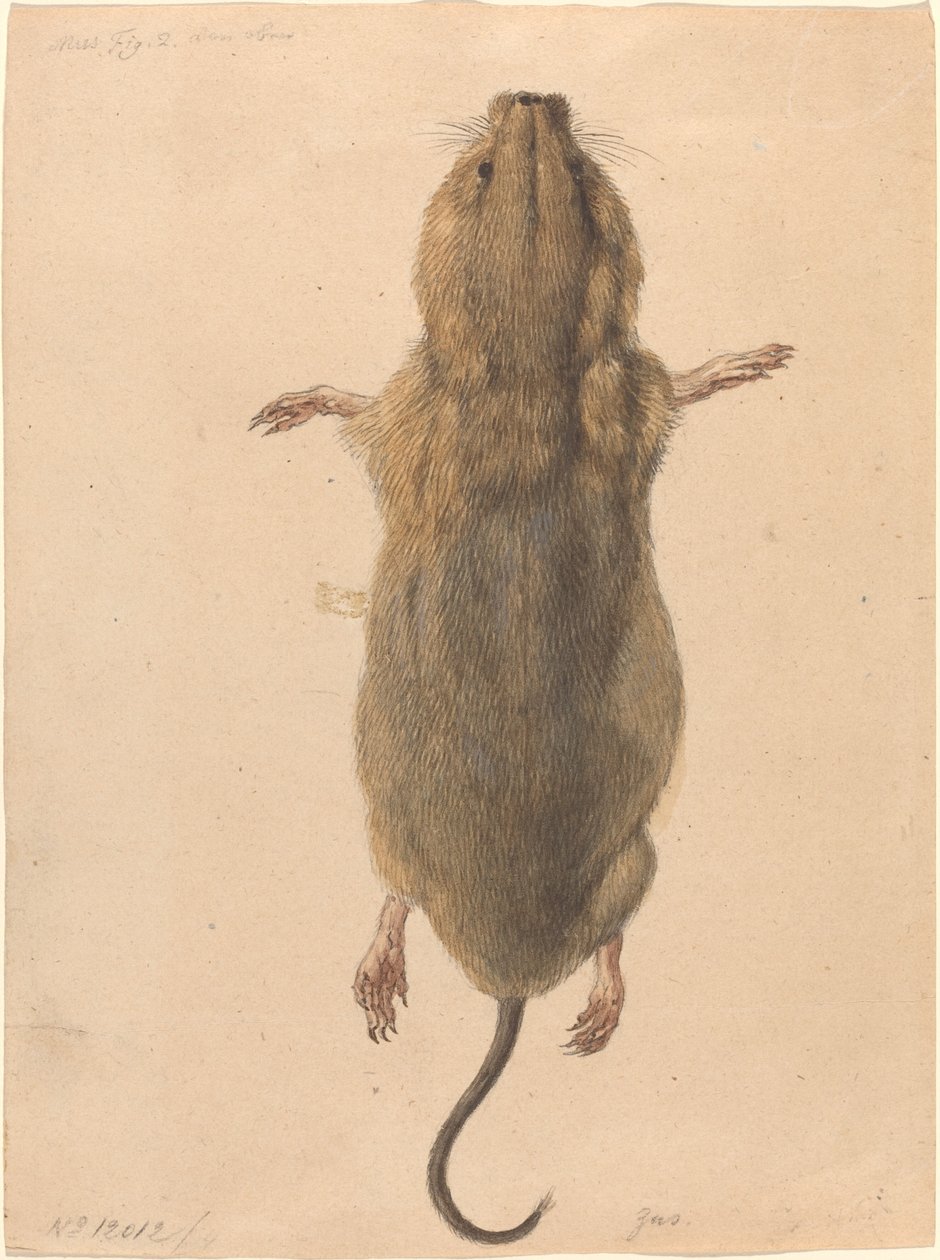 Eine Feldmaus von oben von Johann Rudolph Schellenberg