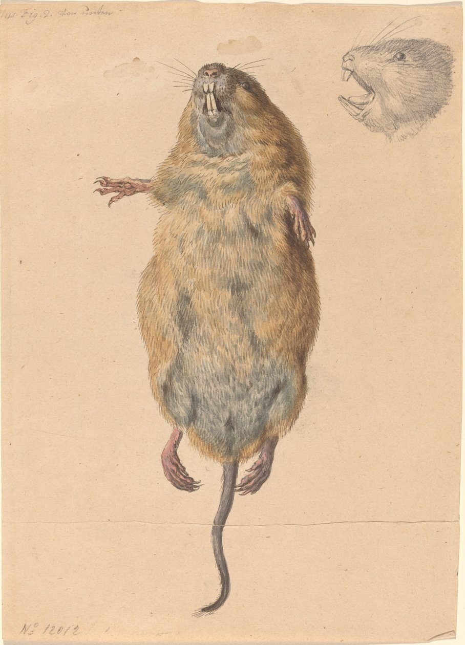 Eine Feldmaus, von unten von Johann Rudolph Schellenberg
