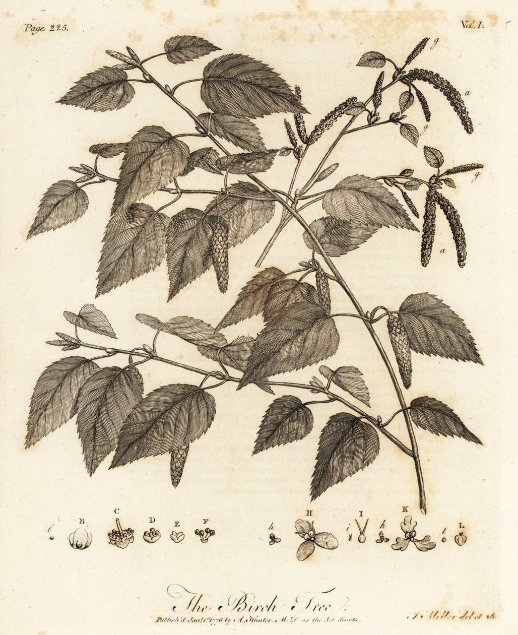 Moorbirke, Betula pubescens von Johann Sebastien Muller