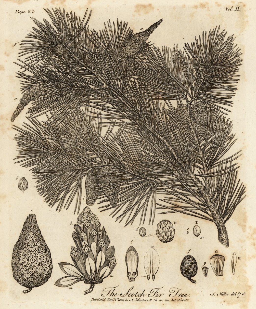Waldkiefer, Pinus sylvestris von Johann Sebastien Muller