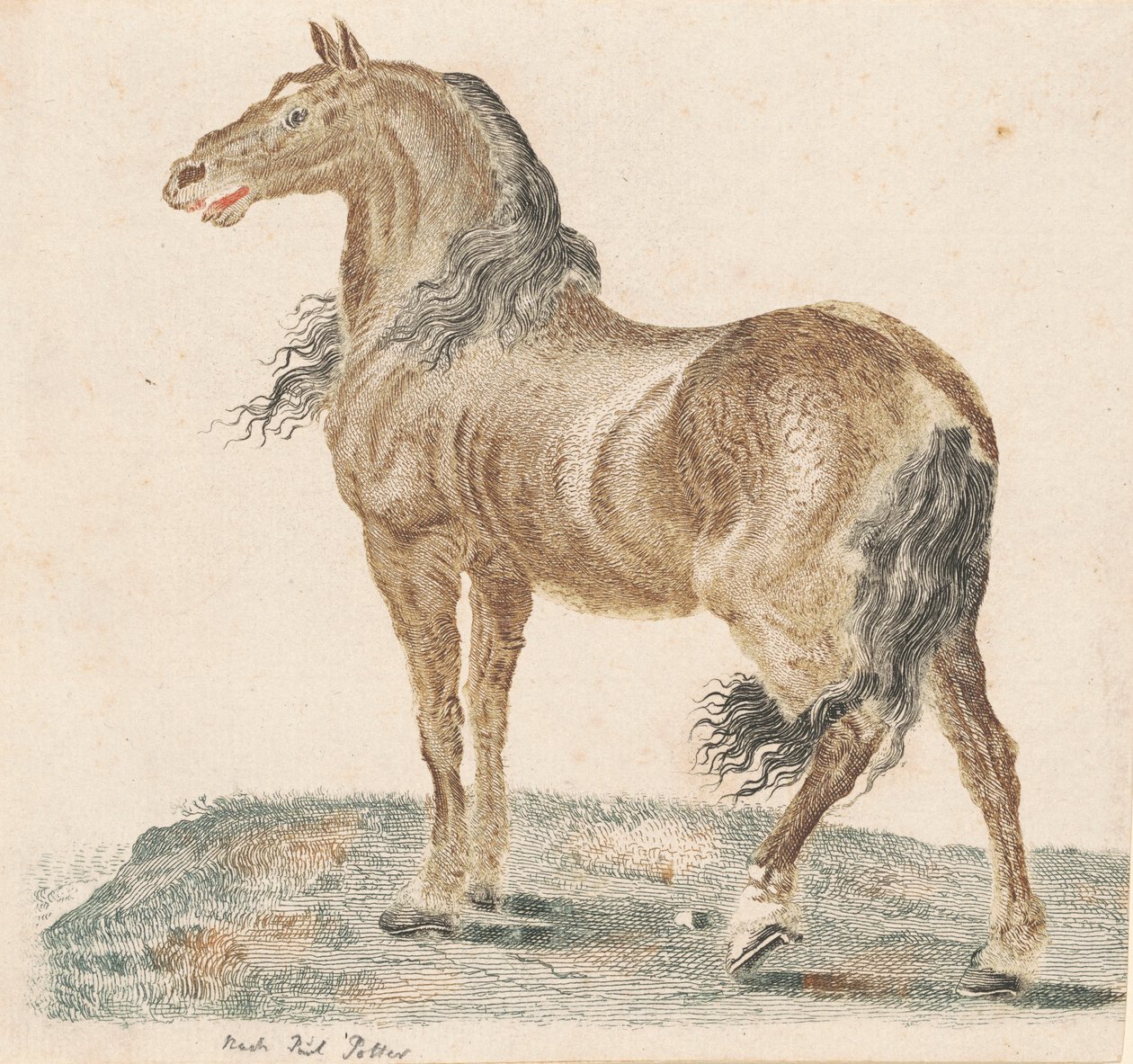 Das wiehernde Pferd von Johann Teyler, after Paulus Potter