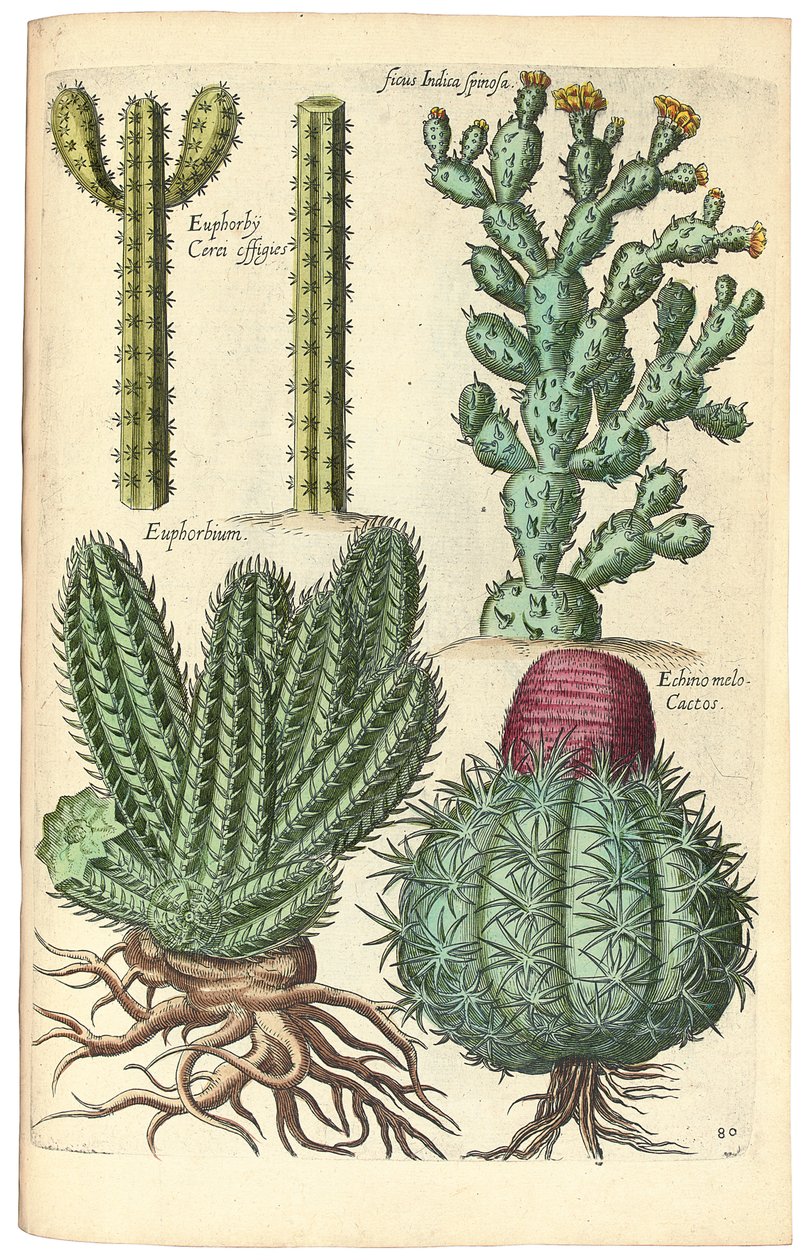 Kakteen, 1641 von Johann Theodor de Bry
