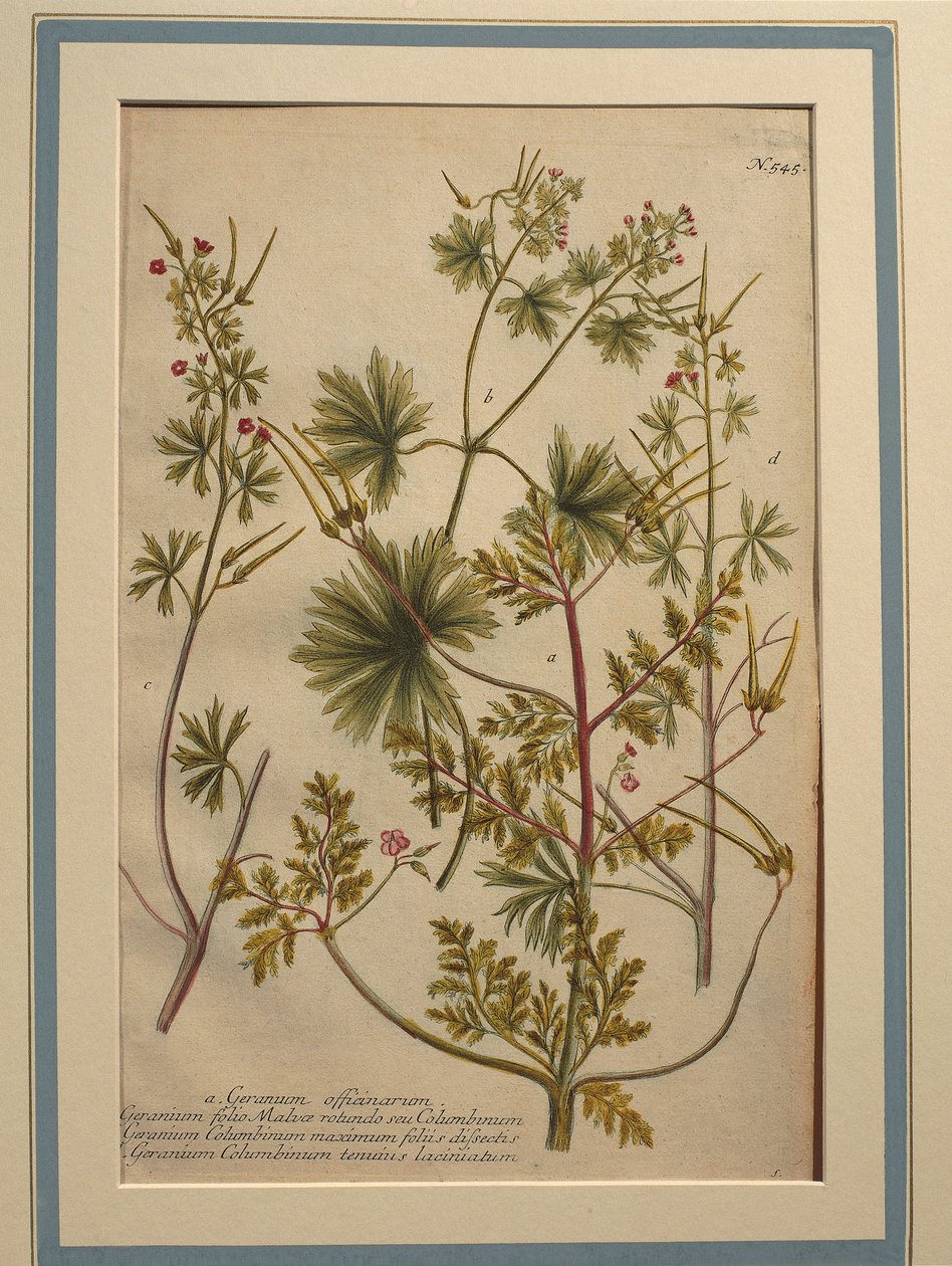 Storchschnabel, kolorierte Gravur von Johann Wilhelm Weinmann