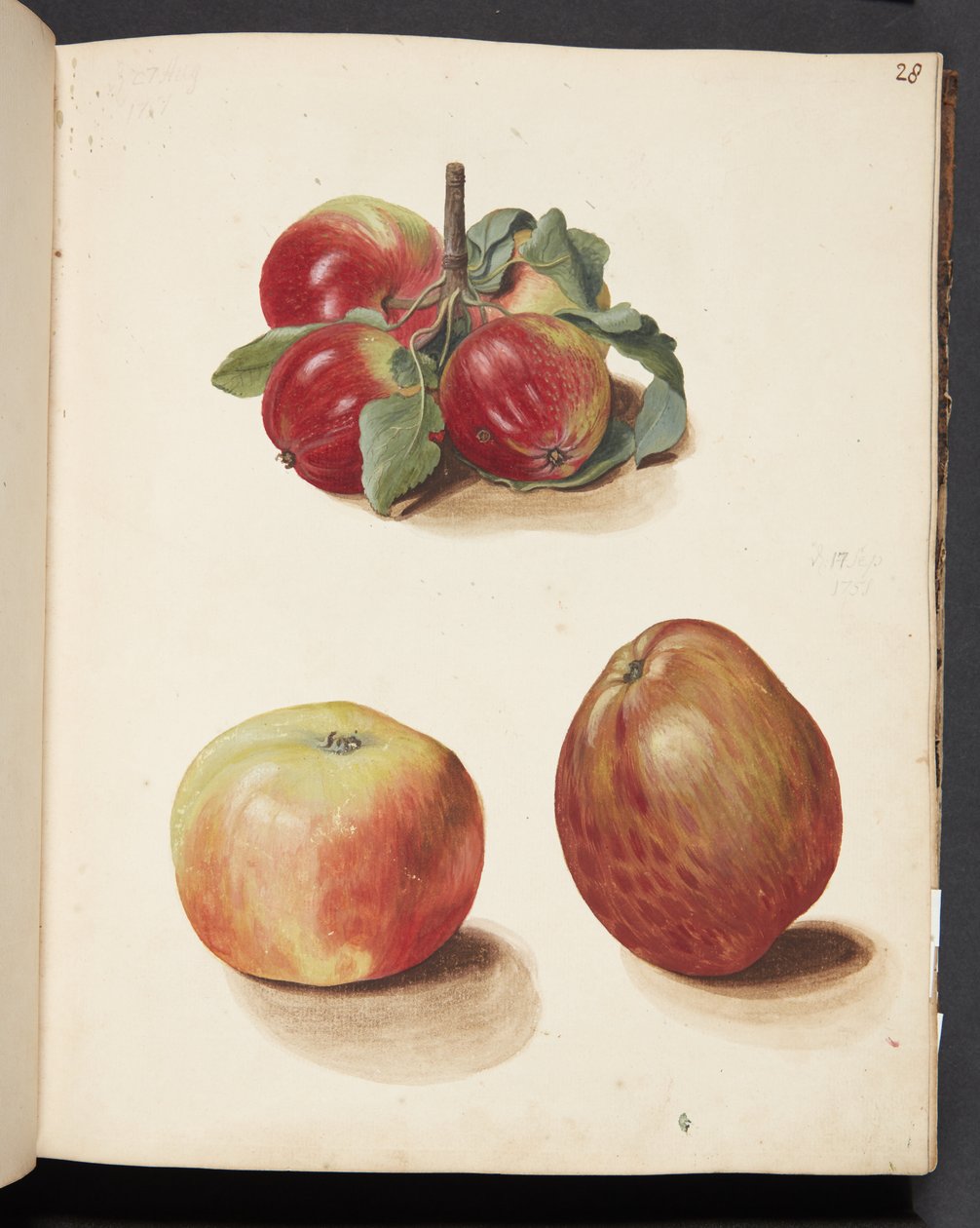 Studie von Äpfeln von Johanna Fosie
