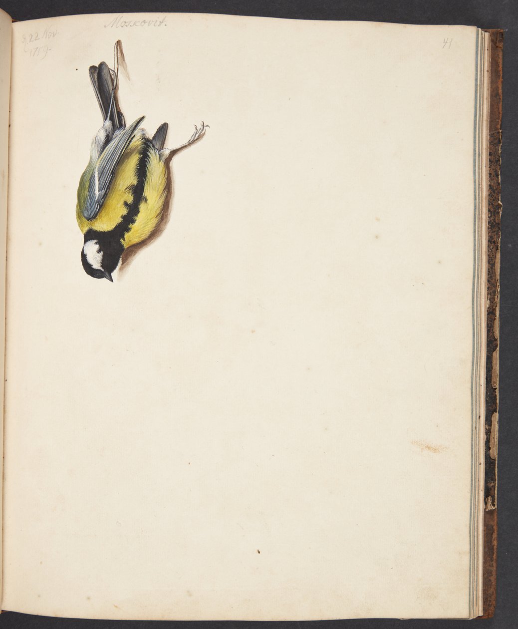 Studie eines toten Kohlmeise von Johanna Fosie