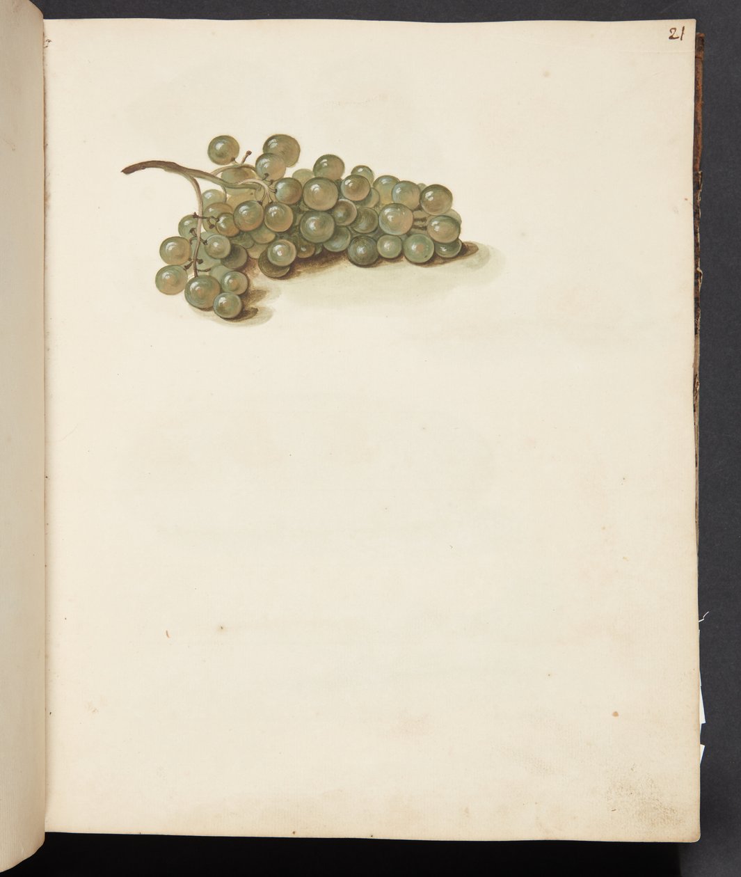 Studie von Trauben von Johanna Fosie