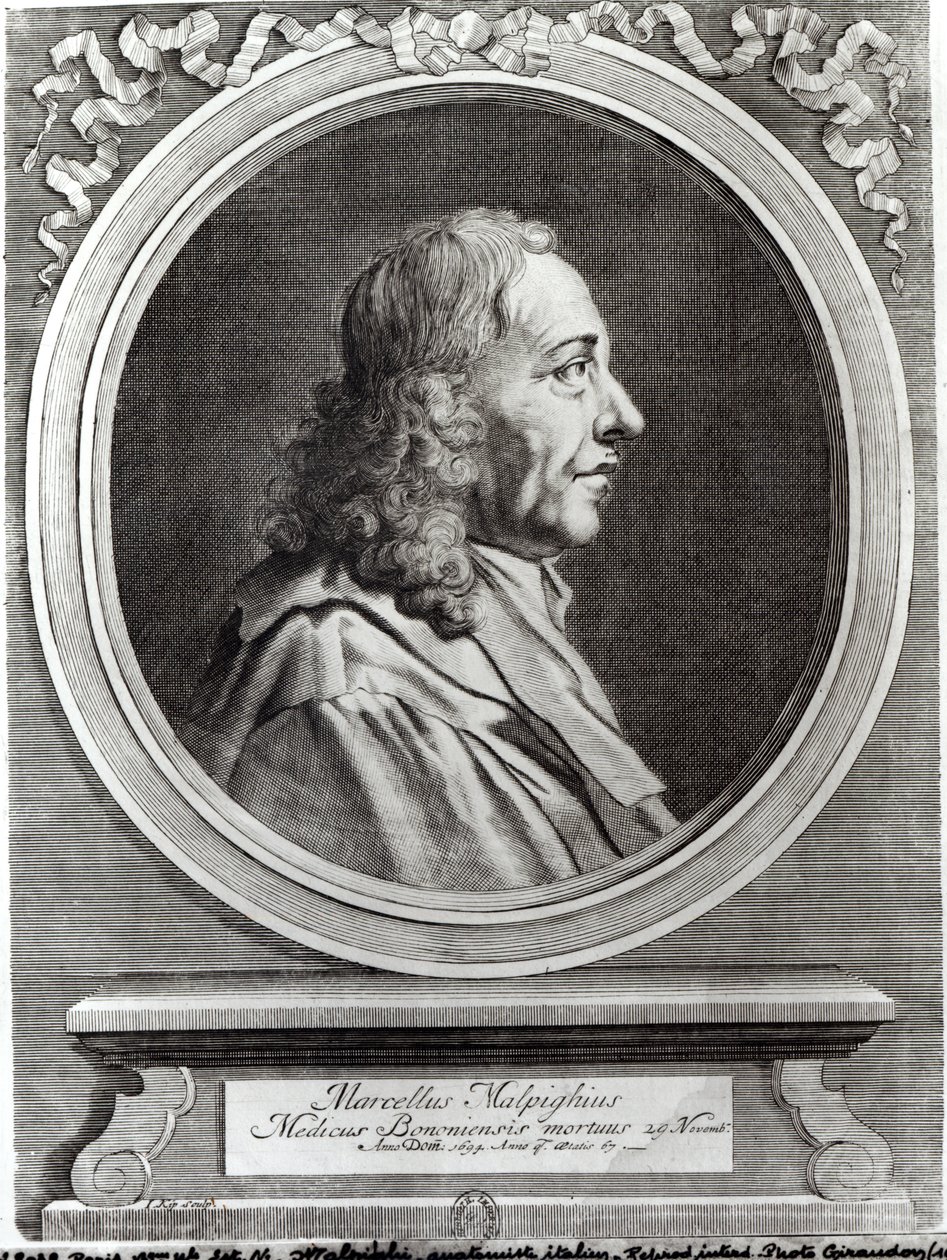 Marcello Malpighi (1628-94) im Alter von 67 Jahren, 1694 von Johannes Kip