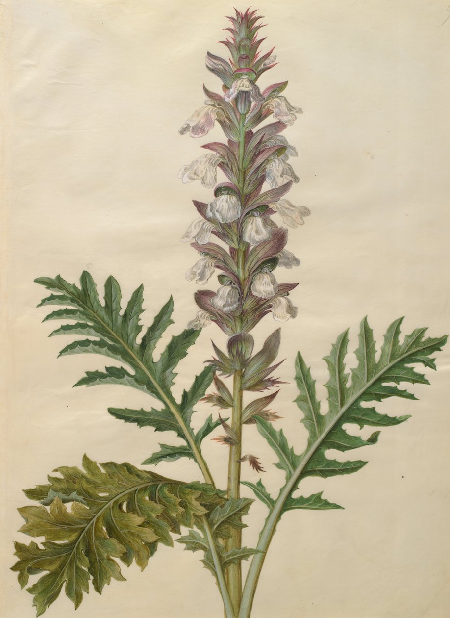 Acanthus mollis von Johannes Simon Holtzbecher