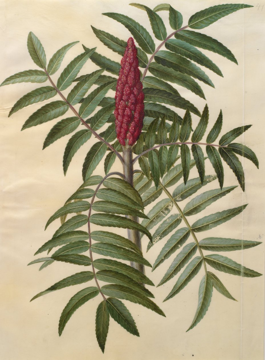 Rhus typhina von Johannes Simon Holtzbecher