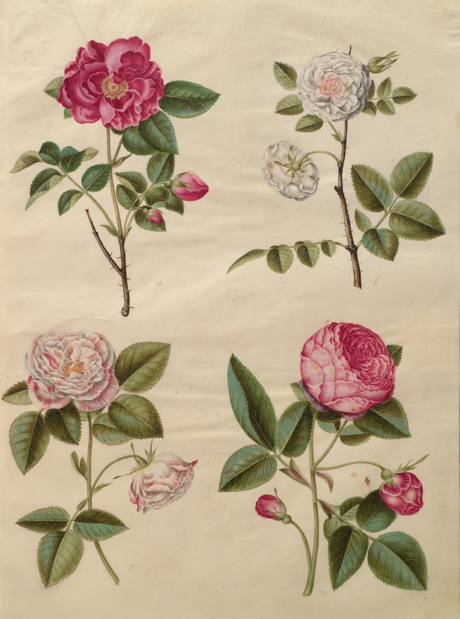 Rosa gallica von Johannes Simon Holtzbecher