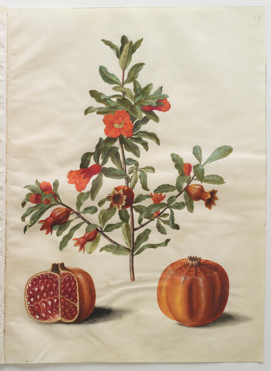 Punica granatum simp et pl von Johannes Simon Holtzbecker