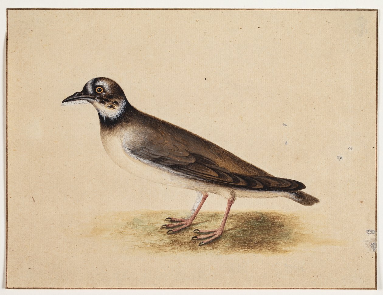 Vogel von Johannes Bronckhorst
