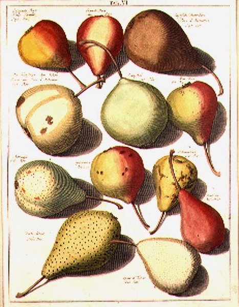 Birnen, von Seligman von Johannes Hendrik (after) Knoop