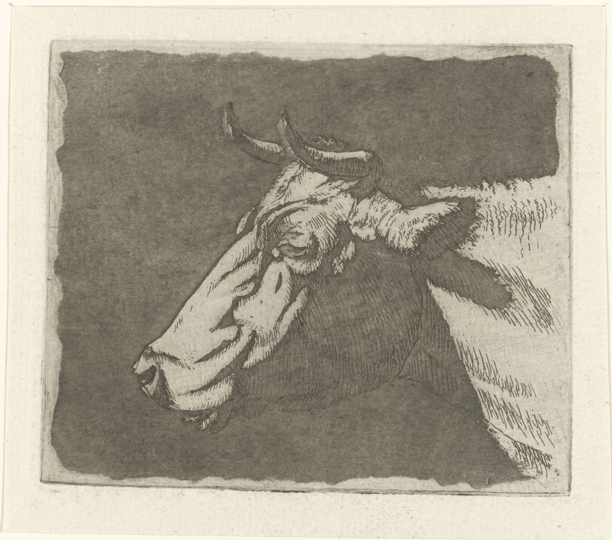 Kuhkopf von Johannes Janson