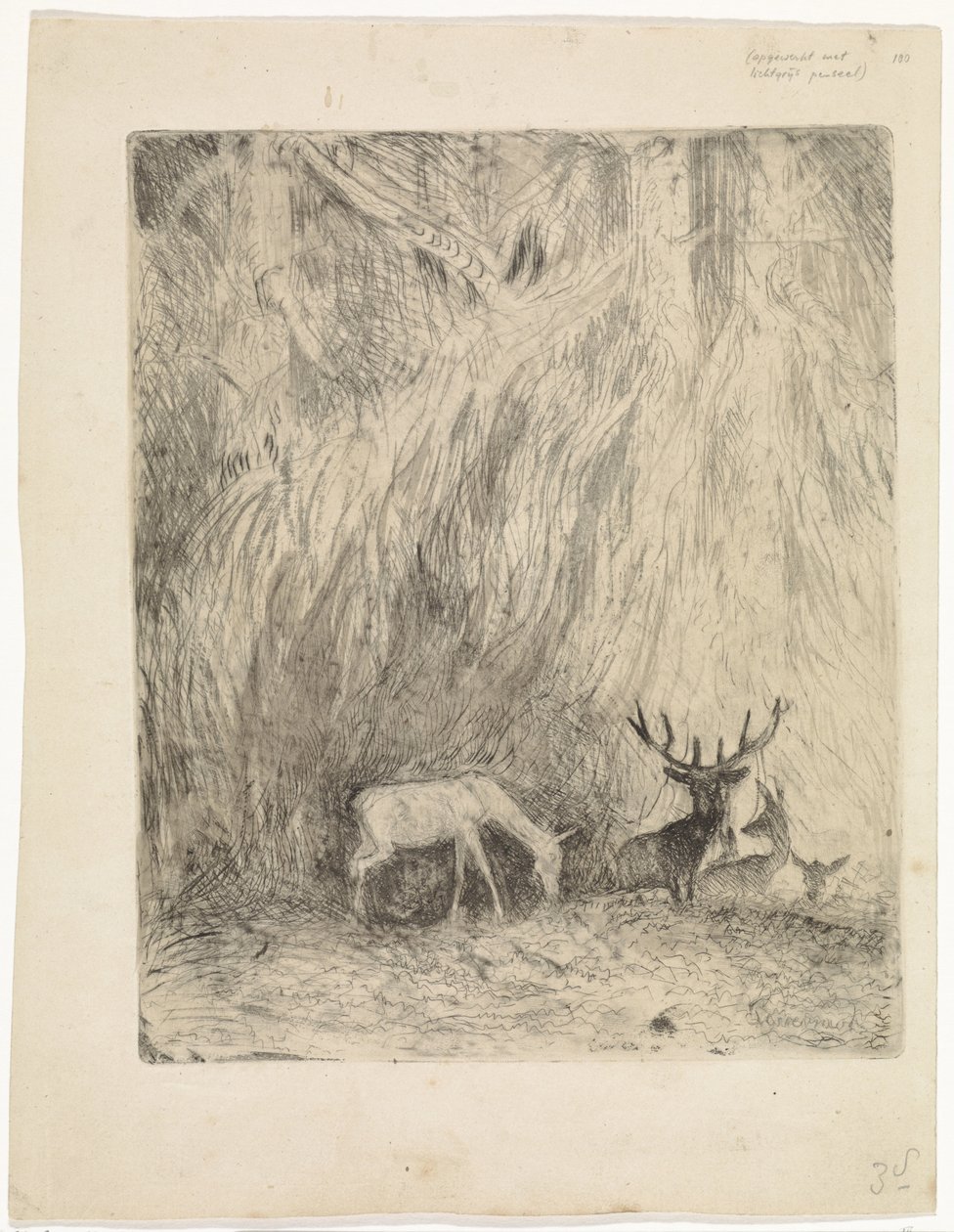 Hirsche in einem böhmischen Wald von Johannes Tavenraat