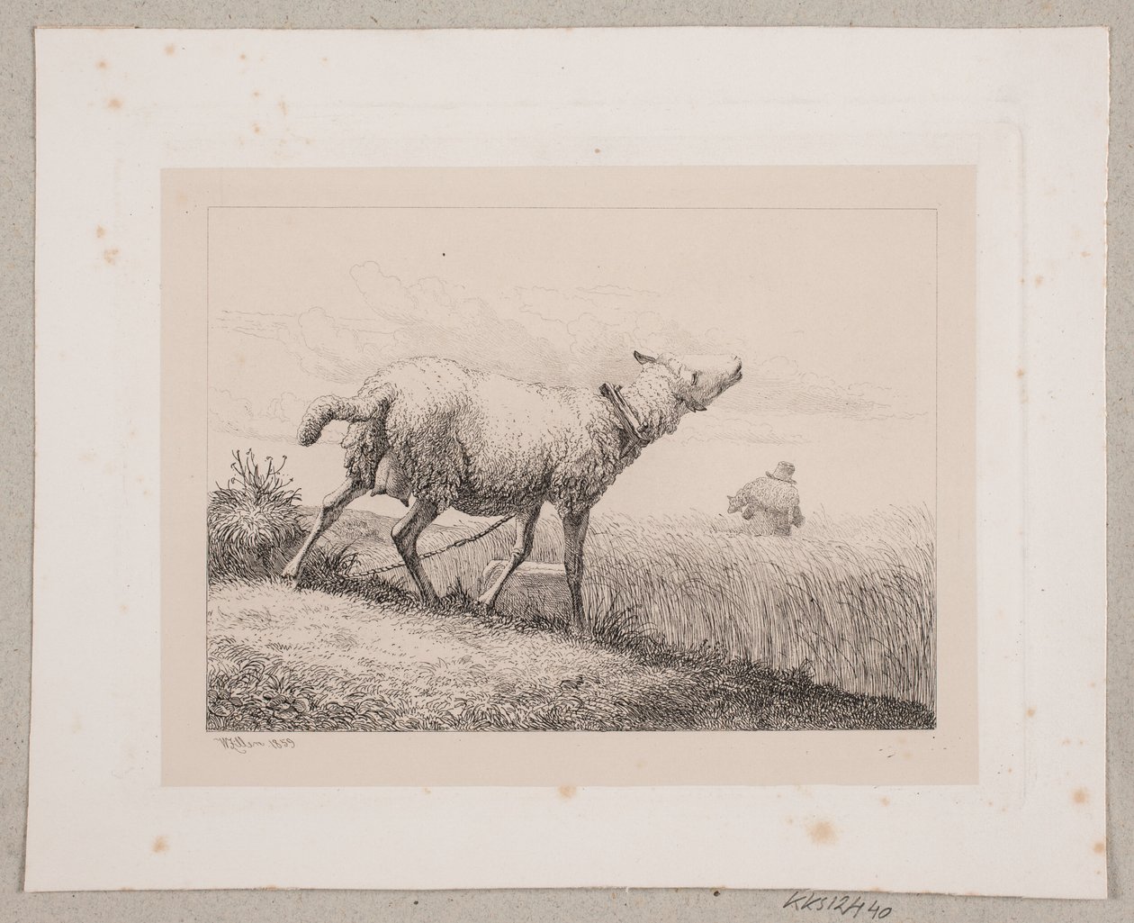 Ein blökendes Schaf von Johannes Wilhelm Zillen