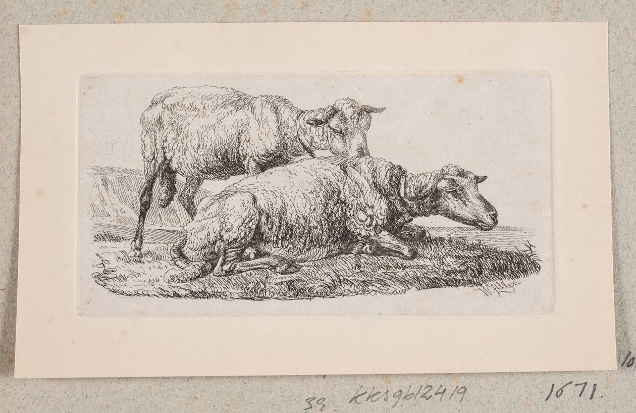 Zwei Schafe von Johannes Wilhelm Zillen