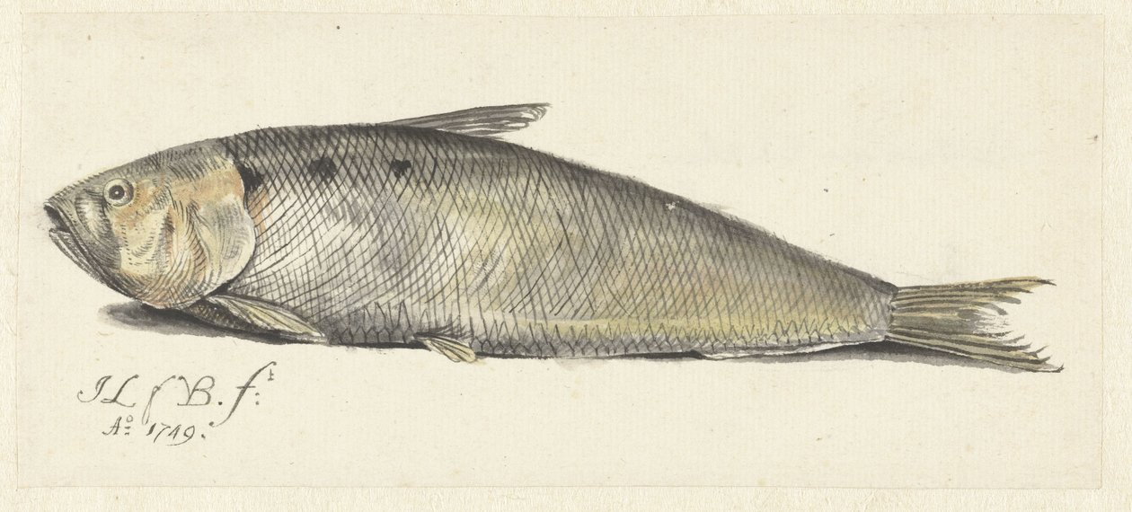Fint von Johannes le Francq van Berkhey