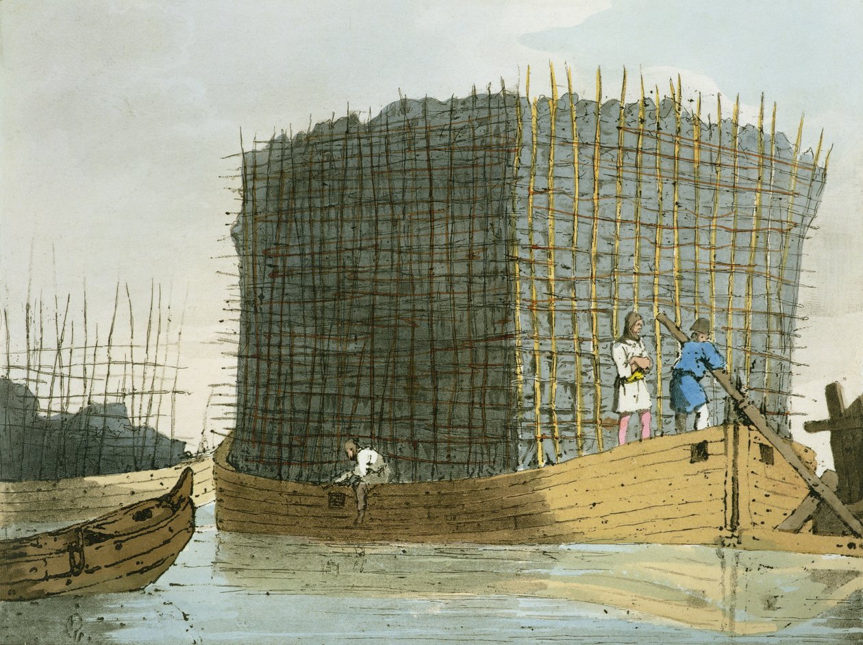 Kohlebaumrinde, vom Künstler geätzt, veröffentlicht 1803 von John Augustus Atkinson