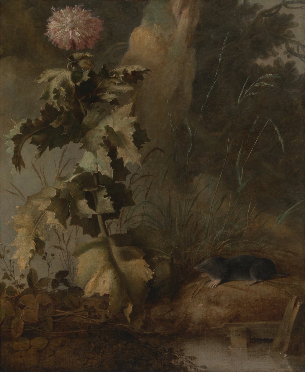 Eine ägyptische Mohnblume und eine Wasserratte von John Crome