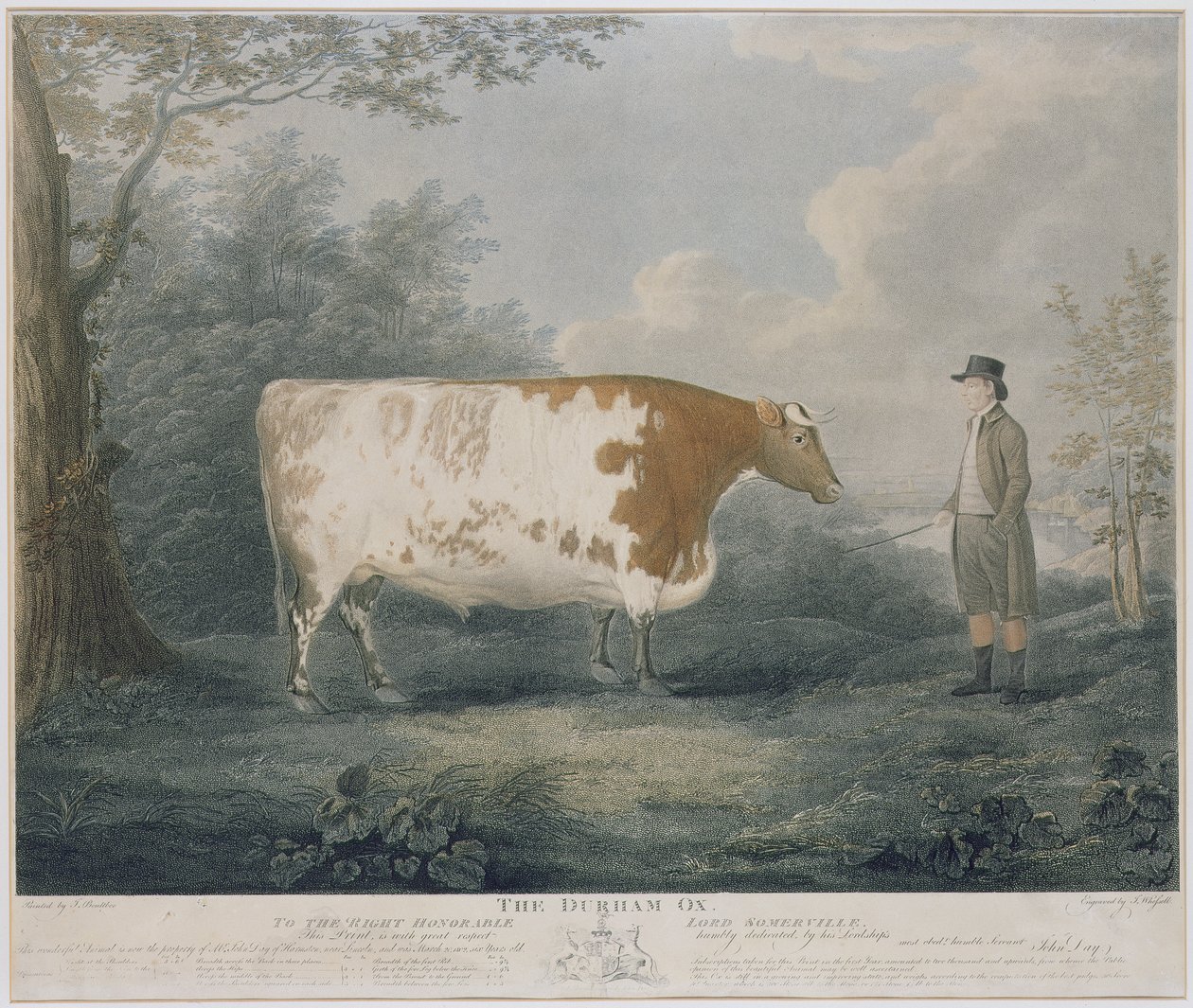 Der Durham-Ochse, graviert von J. Wessel, 1802 von John Boultbee