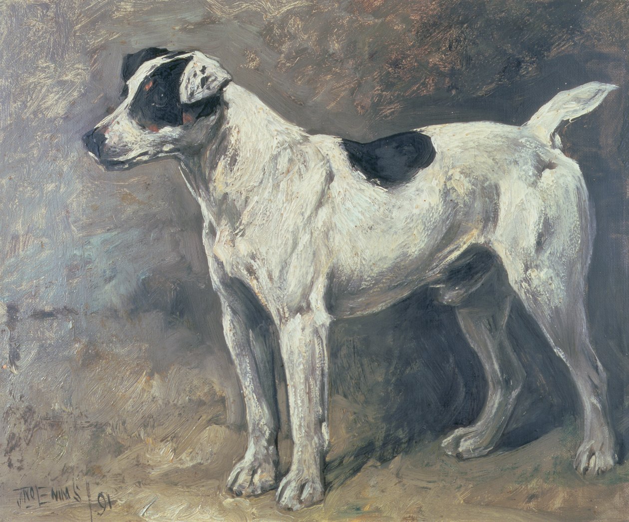 Ein Jack Russell, 1891 von John Emms