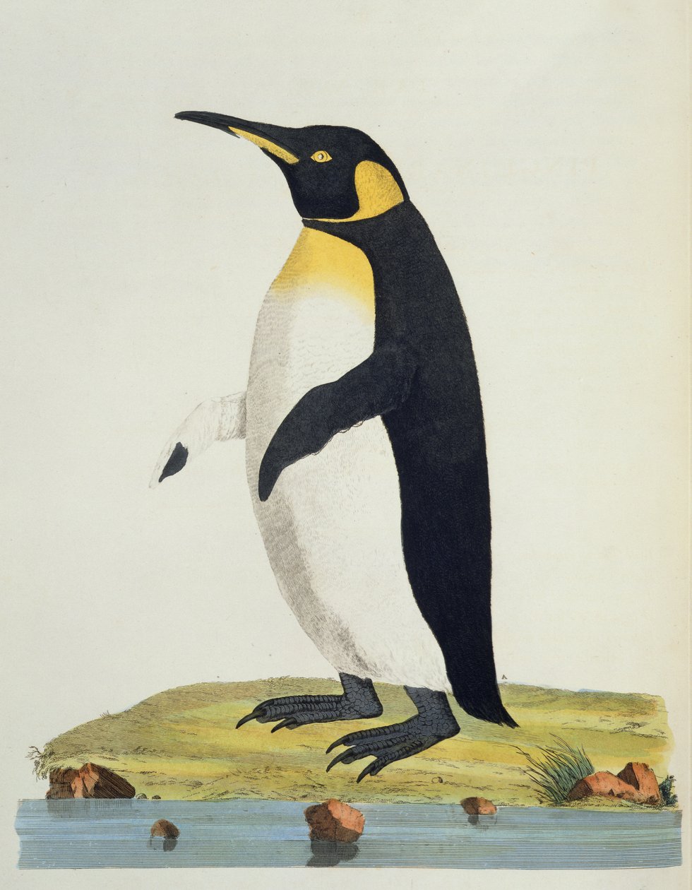 Aptenodytes Patagonica, Illustration aus Cimelia Physica. Figuren seltener und kurioser Vierfüßer, Vögel... veröffentlicht 1796 (handkolorierte Gravur) von John Frederick Miller