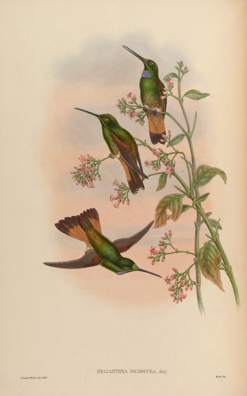 Monographie der Trochilidae oder Familie der Kolibris von John Gold