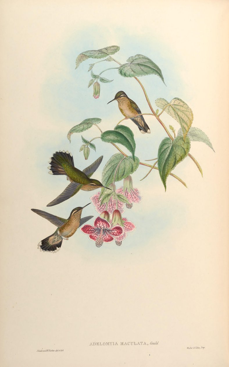 Adelomyia maculata = Adelomyia melanogenys maculata von John Gould