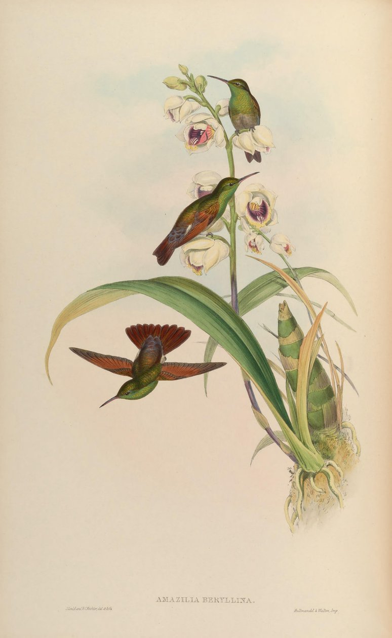 Amazilia beryllina von John Gould