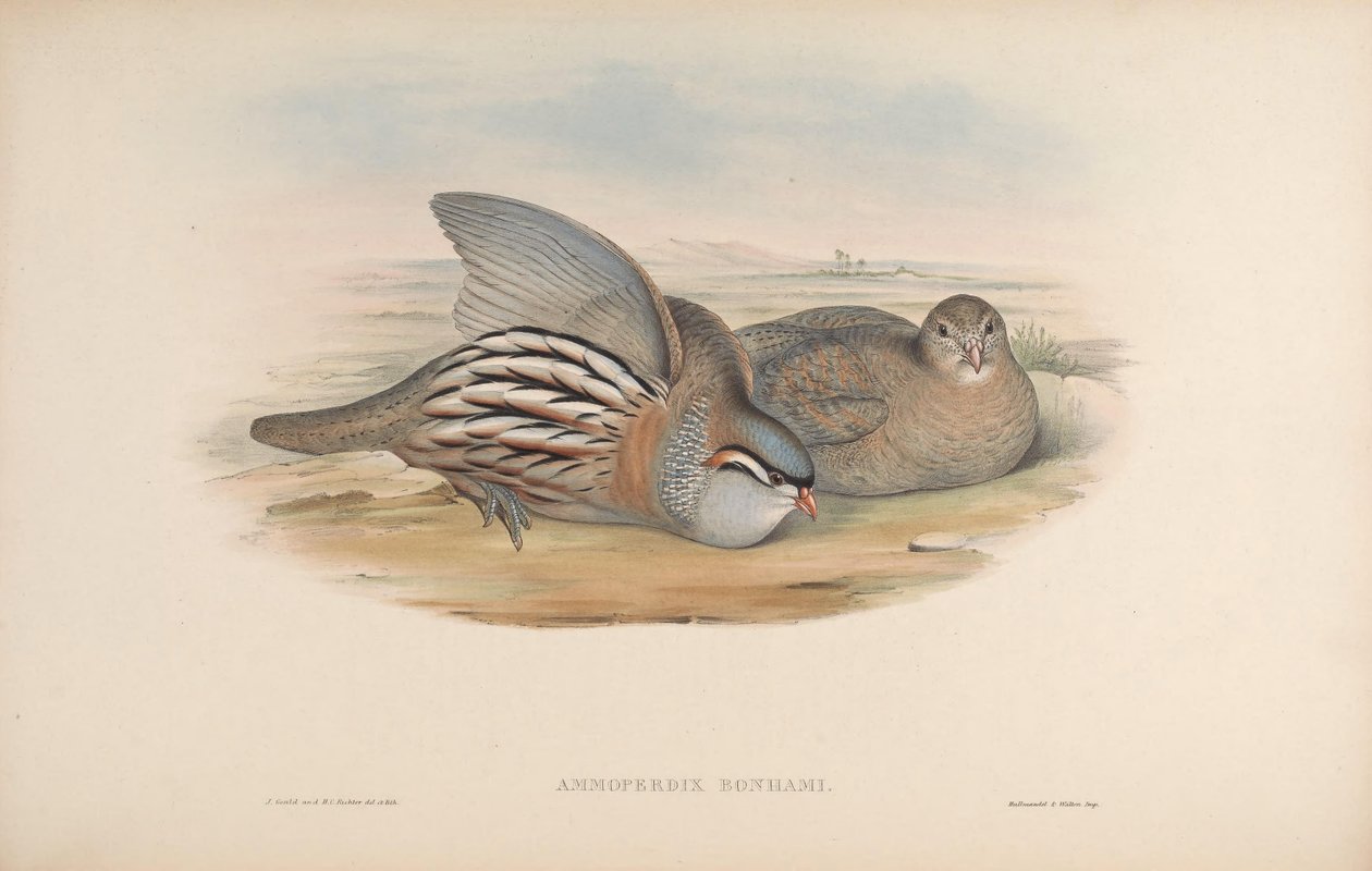 Ammoperdix bonhami = Ammoperdix griseogularis von John Gould