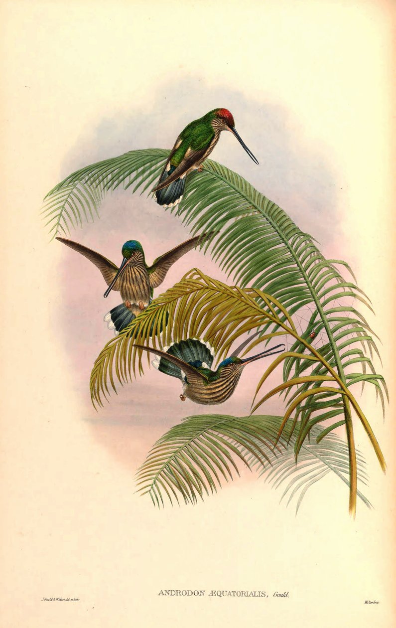 Androdon aequatorialis von John Gould
