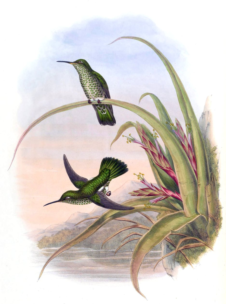 Aphantochroa hyposticta = Taphrospilus hypostictus von John Gould