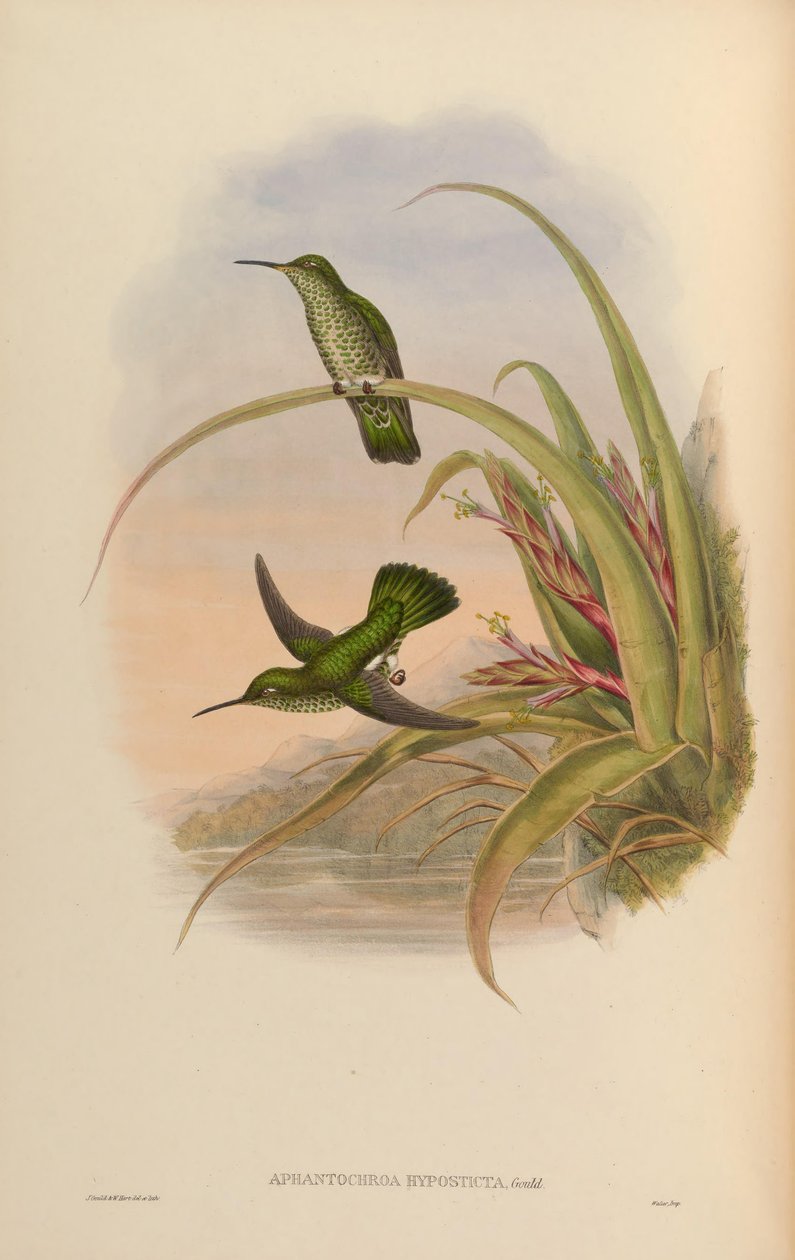 Aphantochroa hyposticta = Taphrospilus hypostictus von John Gould