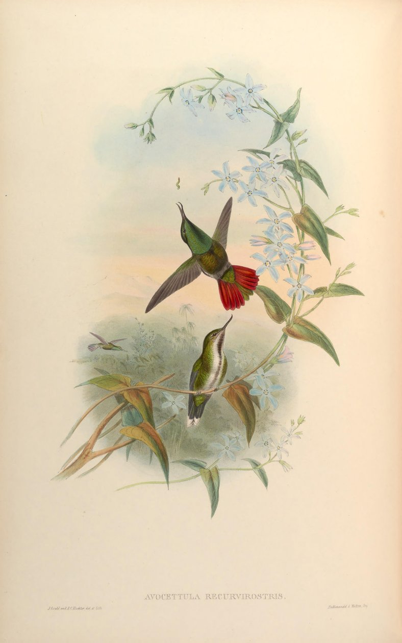 Avocettula recurvirostris von John Gould