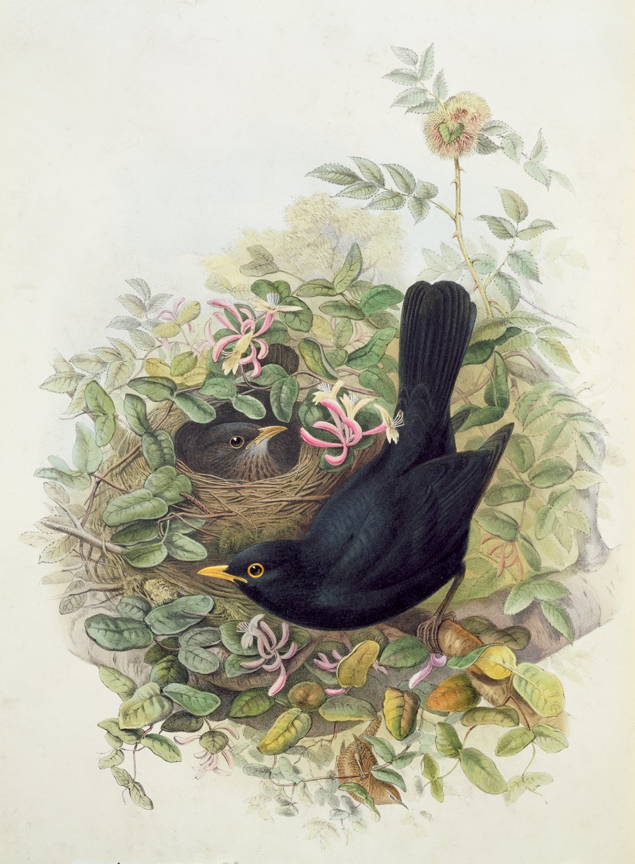 Amsel, 1873 von John Gould