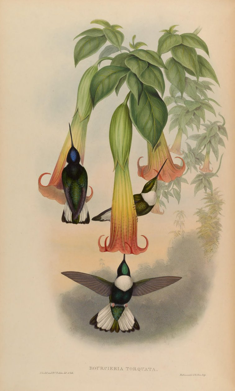 Bourciera torquata von John Gould