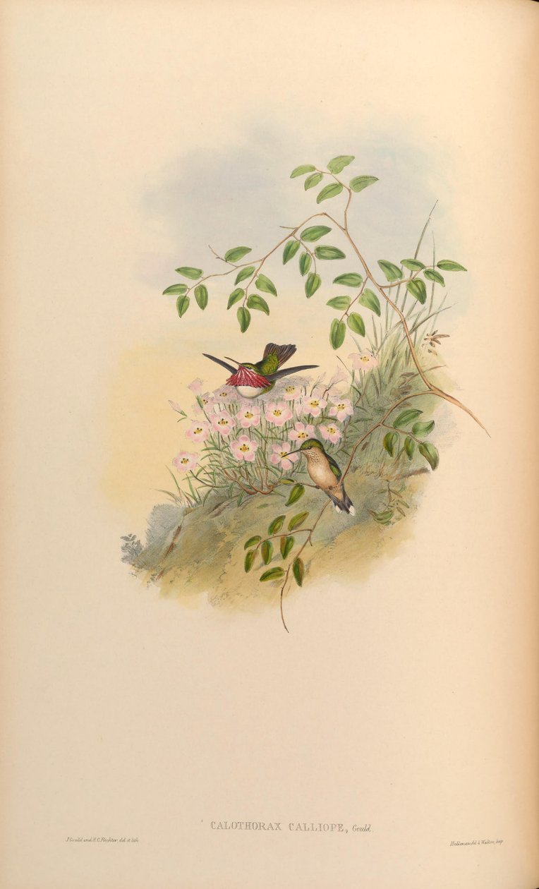 Calothorax calliope = Stellula calliope von John Gould